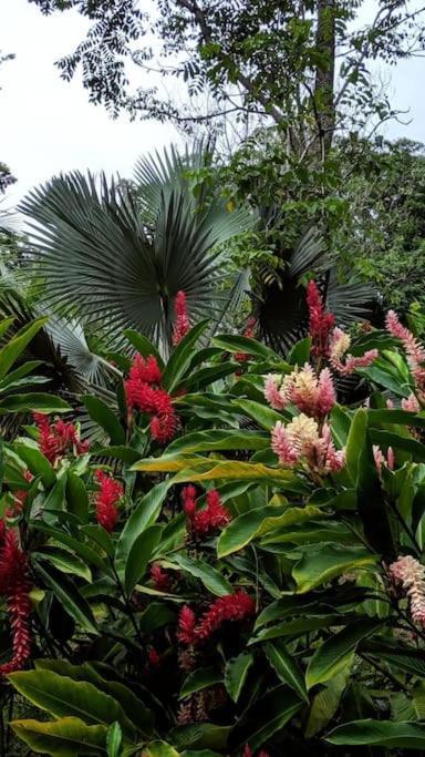 Jungle Beach 2 Bedroom Cottage Bocas del Toro Exterior photo
